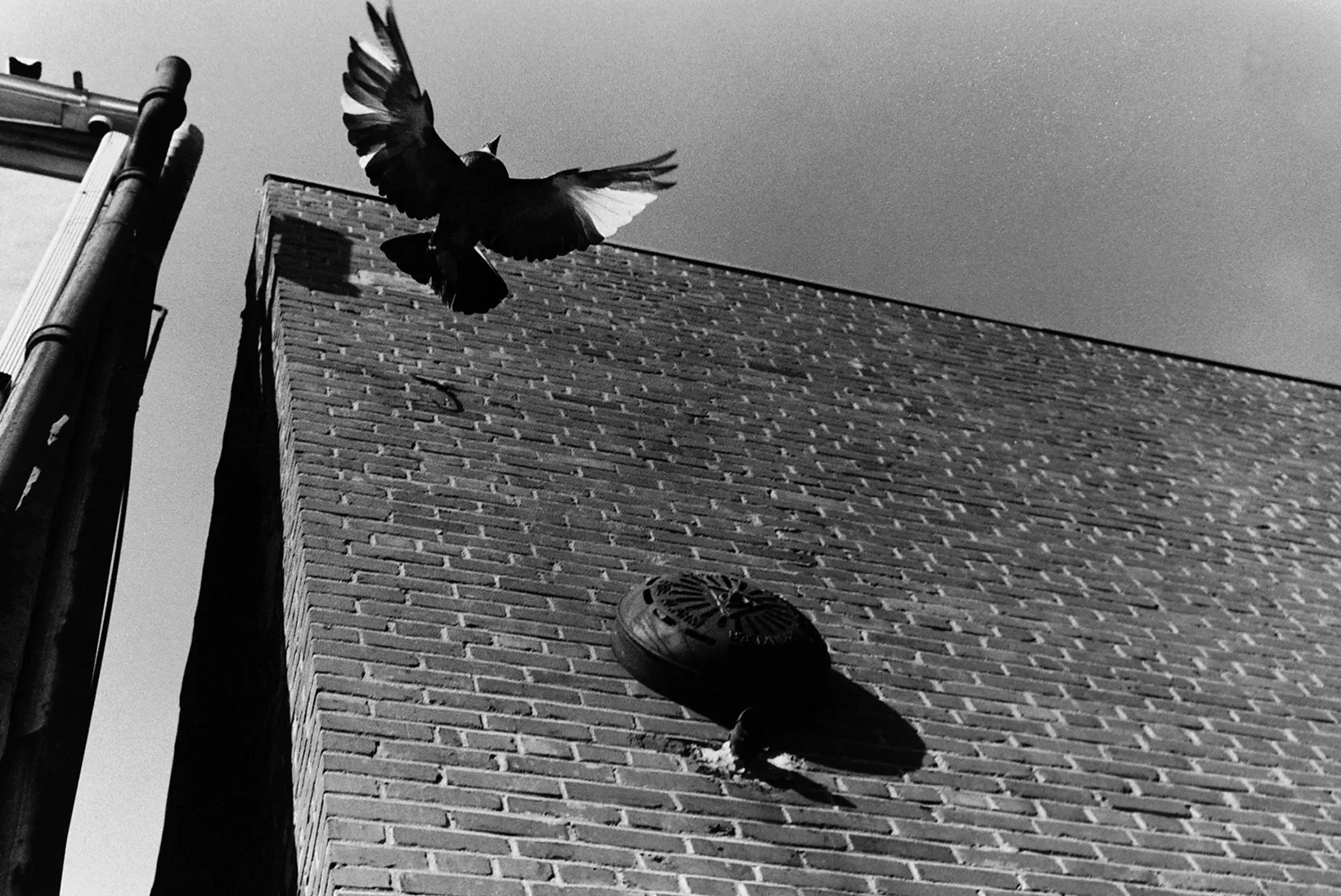 Sparrows In Purity Supreme