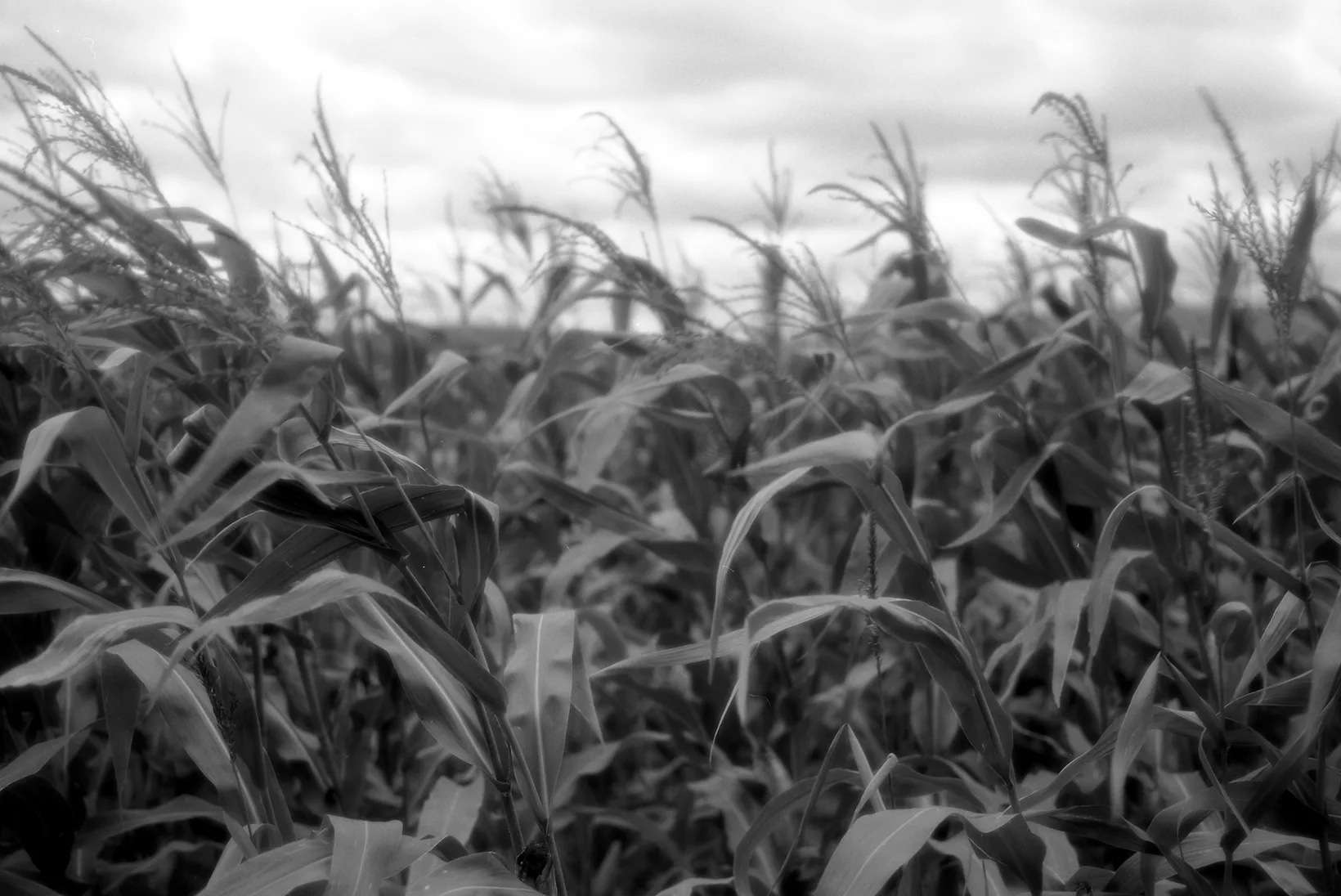 Biting The Hand That Feeds: How Globalization Cripples Small Farms