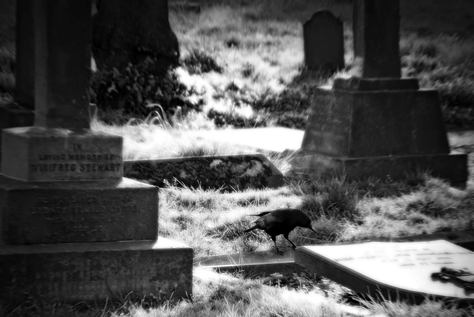 The Family Plot