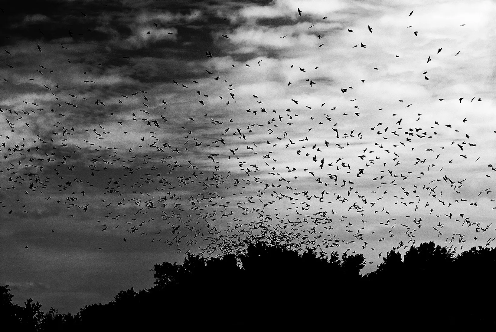 The Gift Of The Starlings