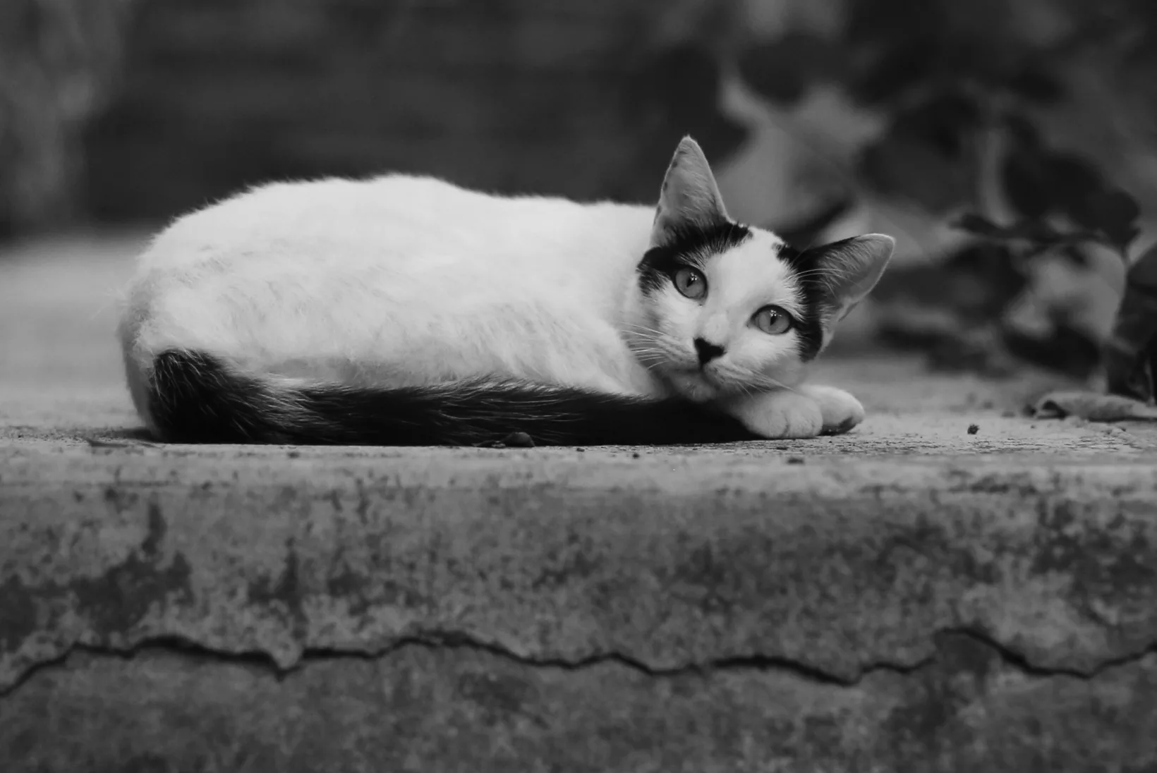 Creature Comforts