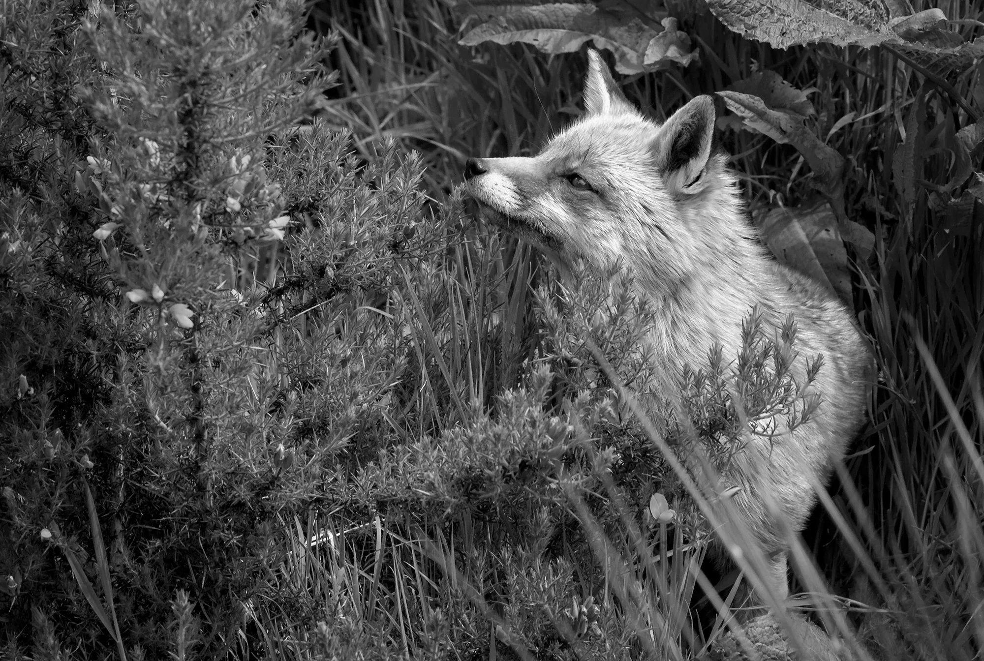 A fox in wild grasses
