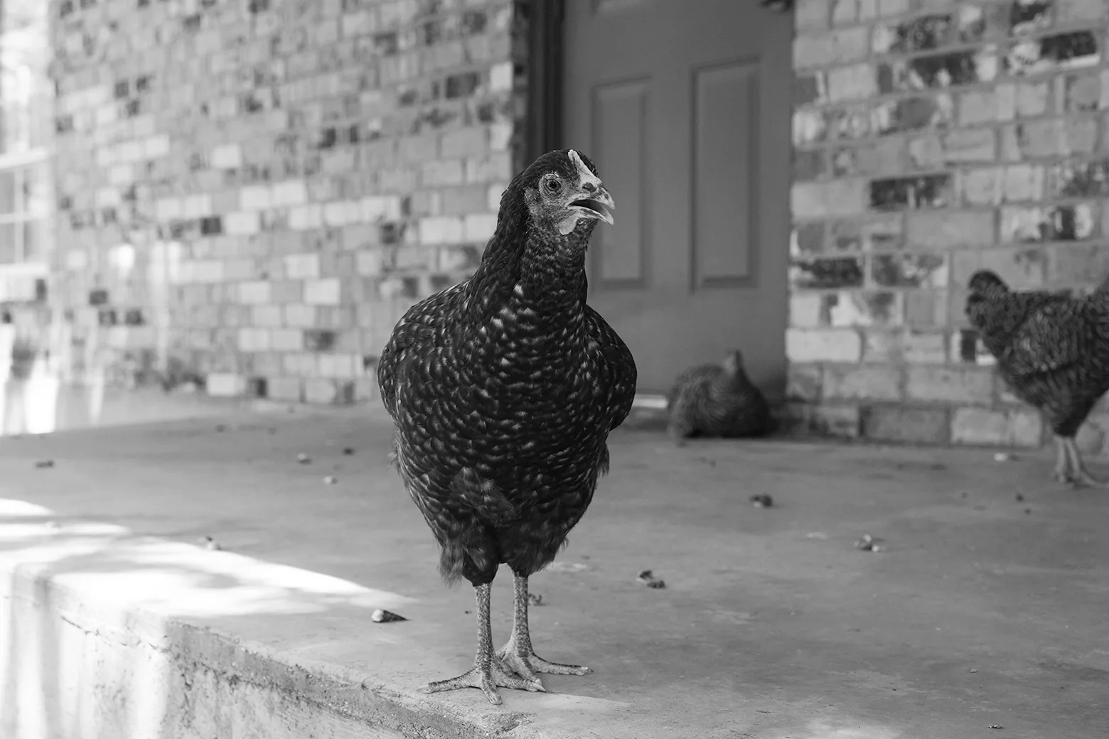 City Chickens