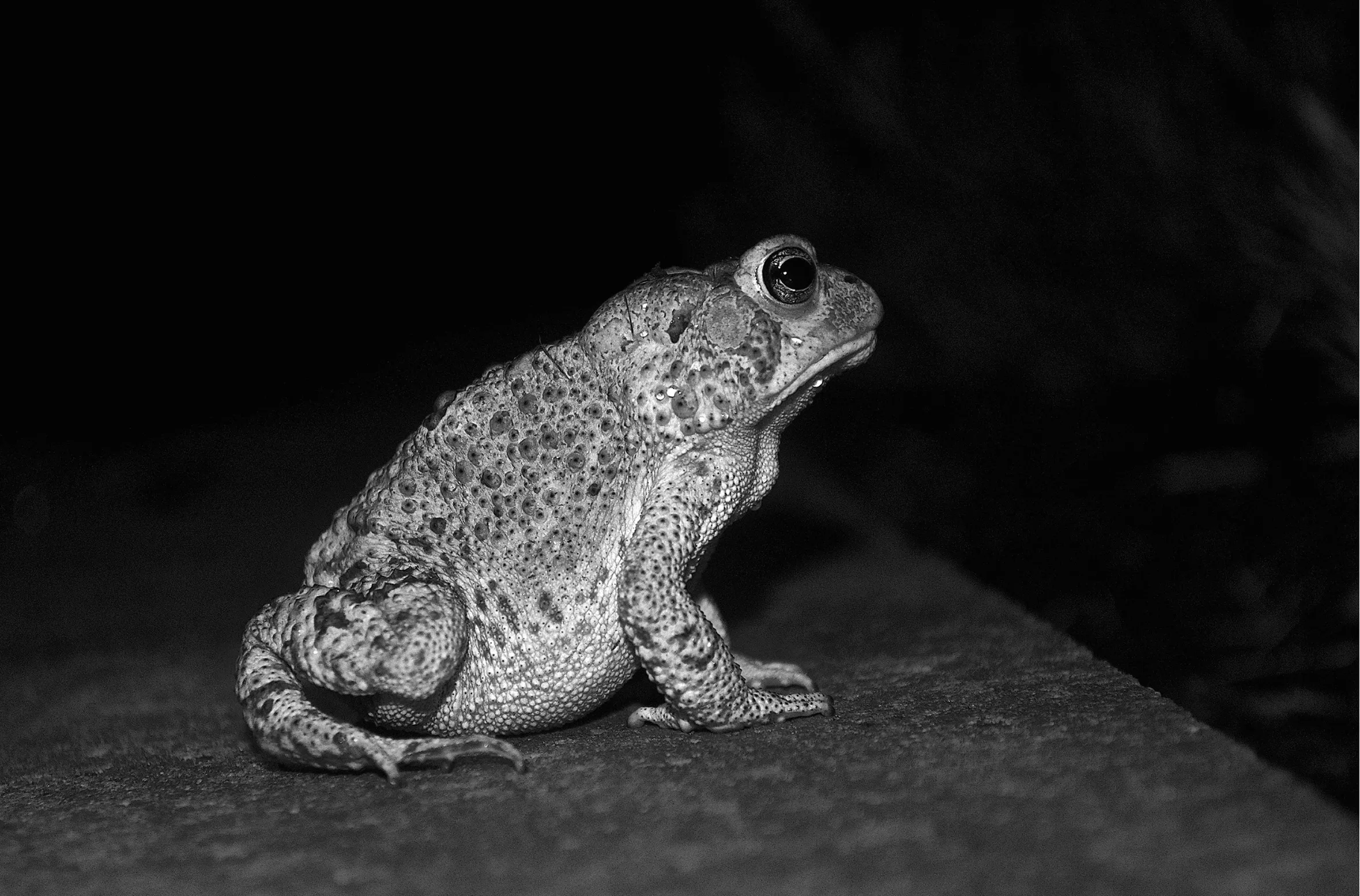A toad looking into the night
