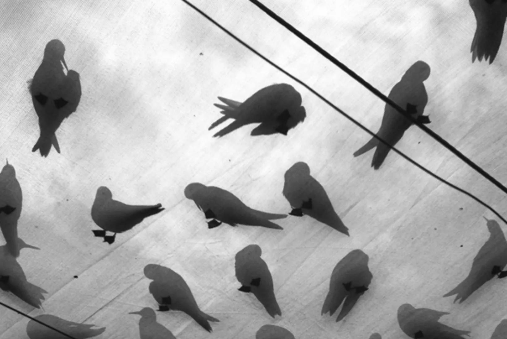 Wicked Birds