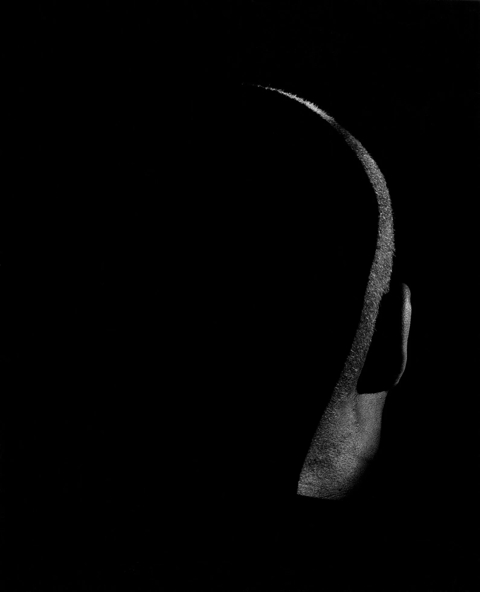 William Carter
