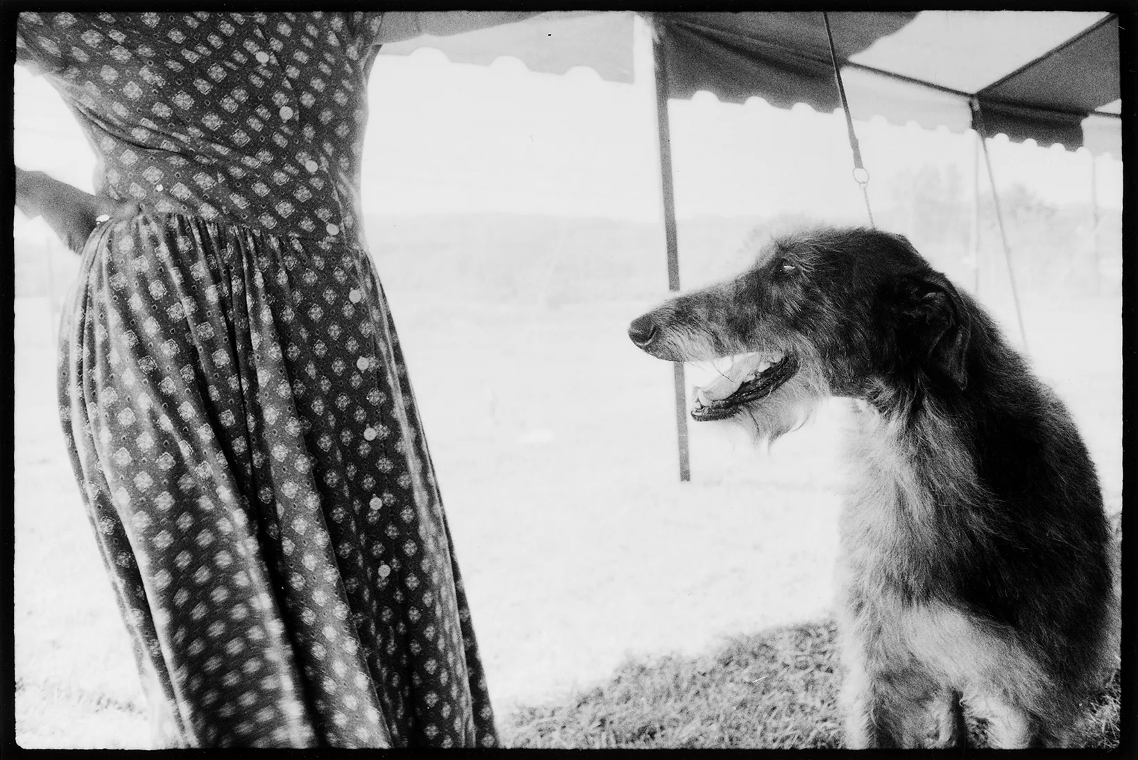 Blessing Of The Animals