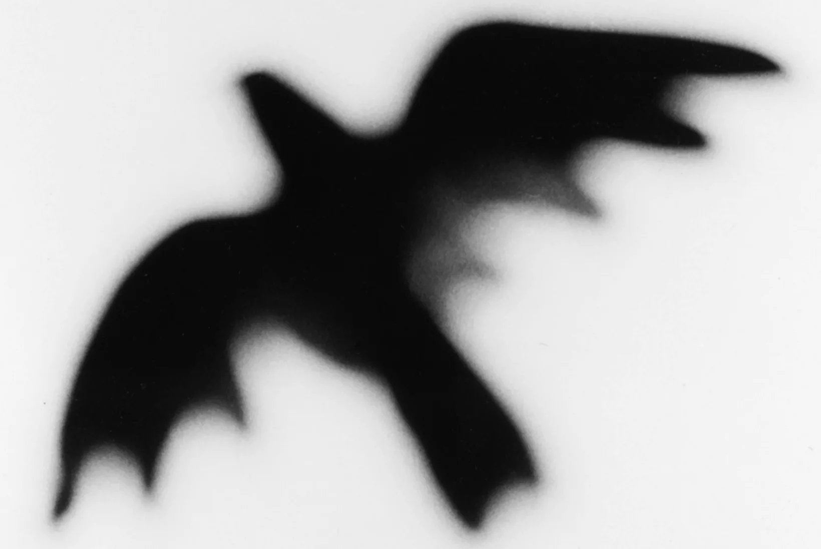 The Bird At The Window