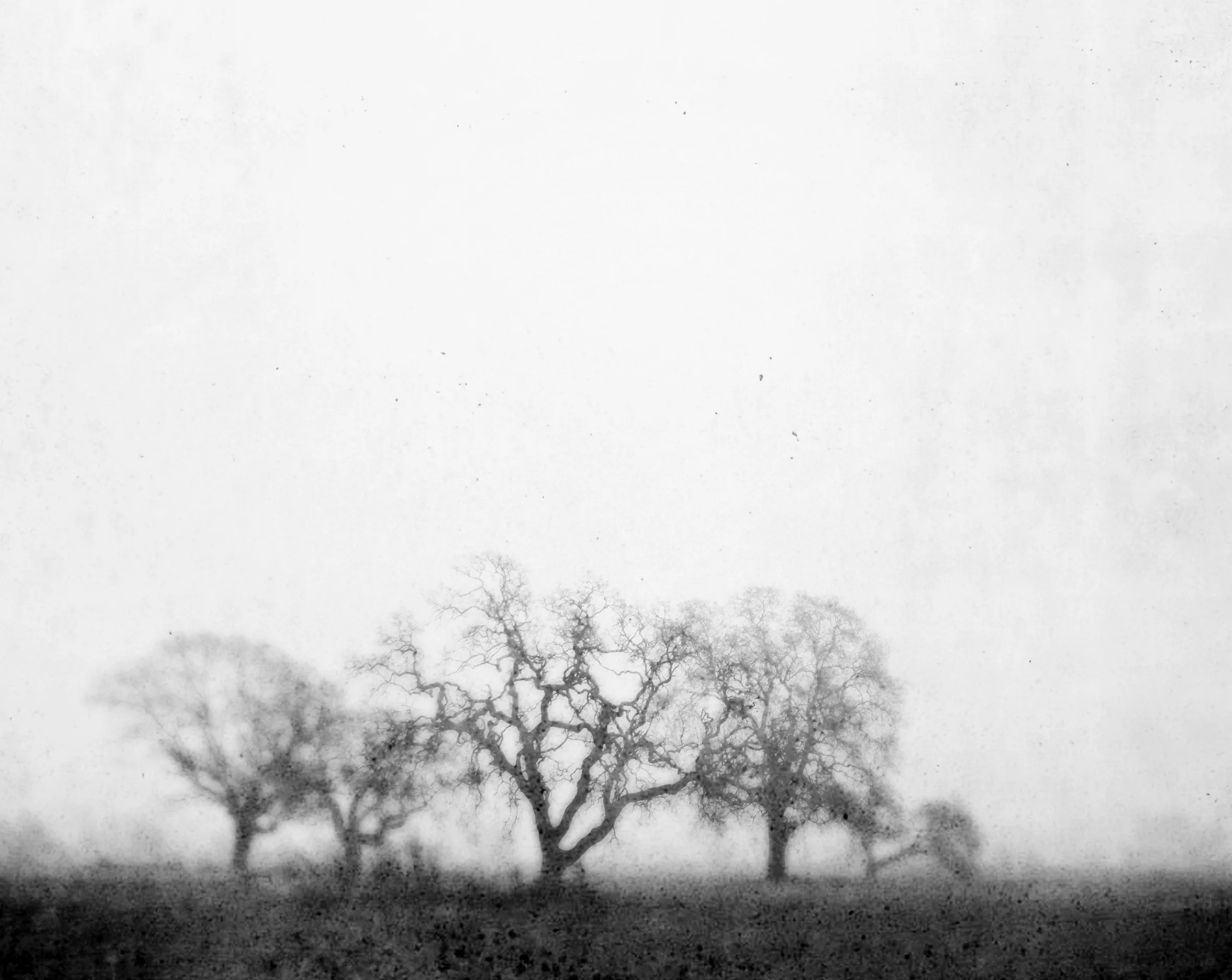 Lupen Grainne