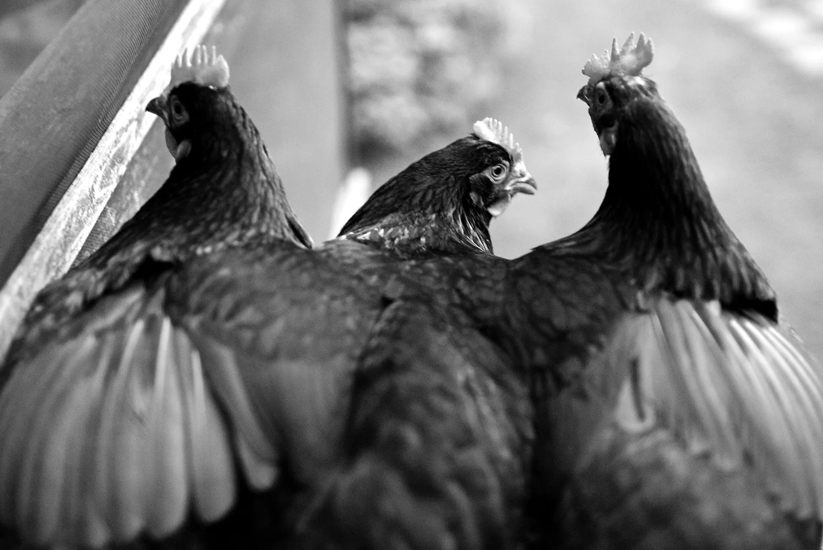 What Feathers Might Do