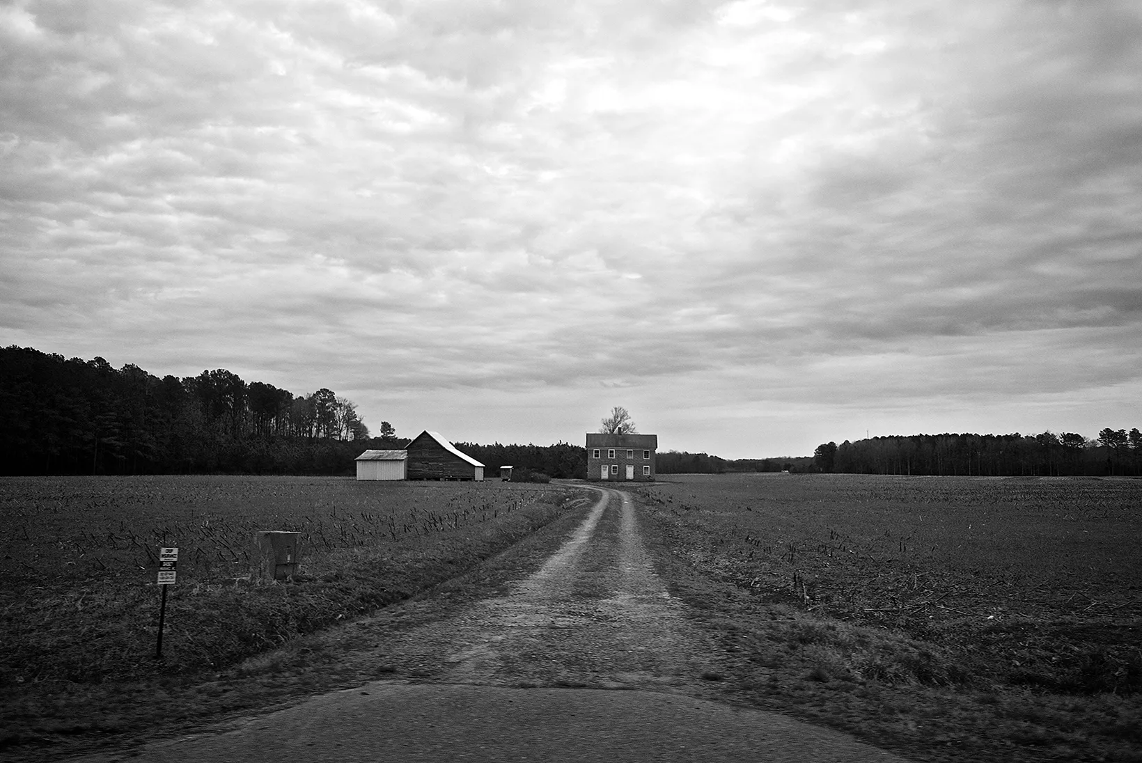 Winter Wheat