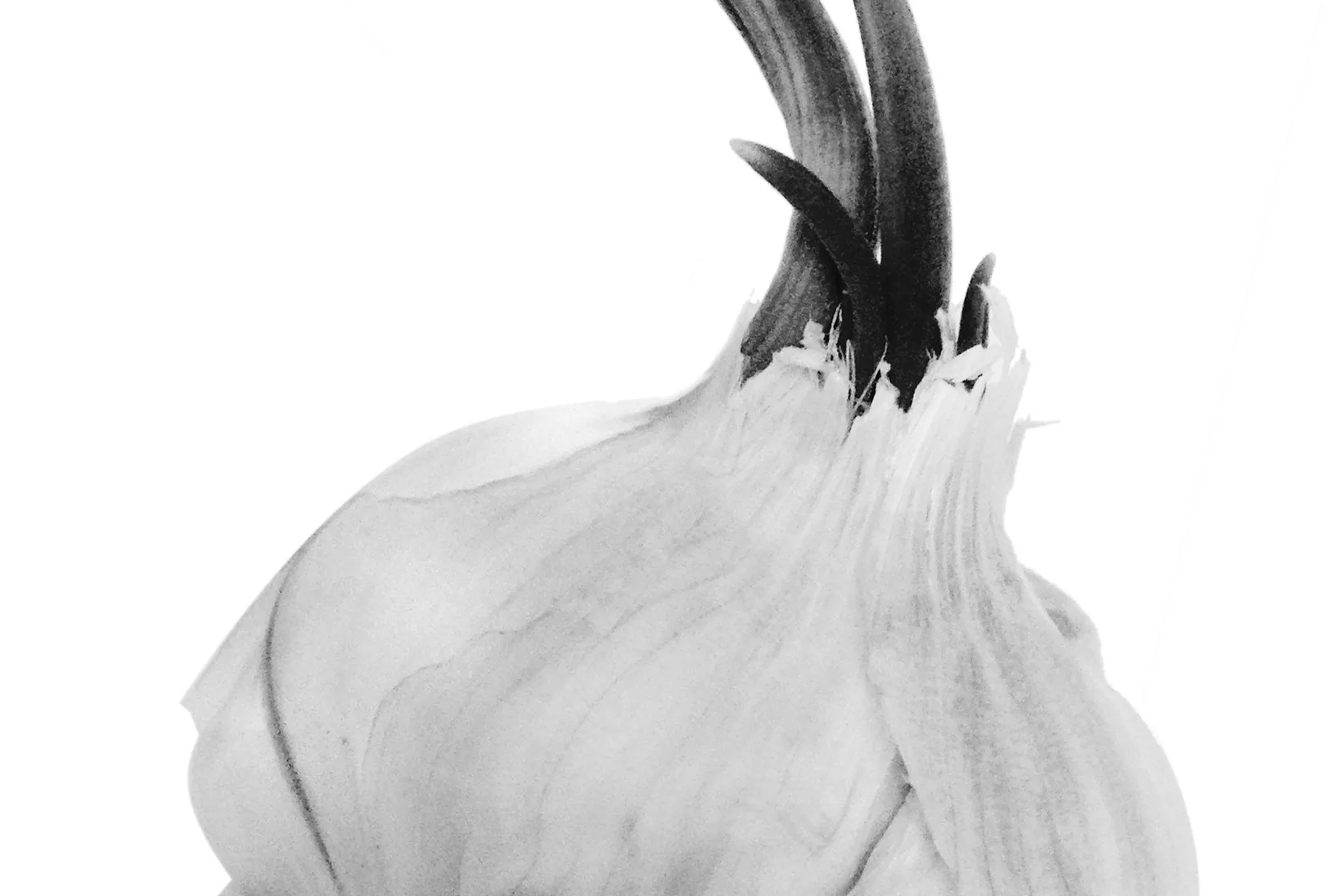 Garlic In My Ear