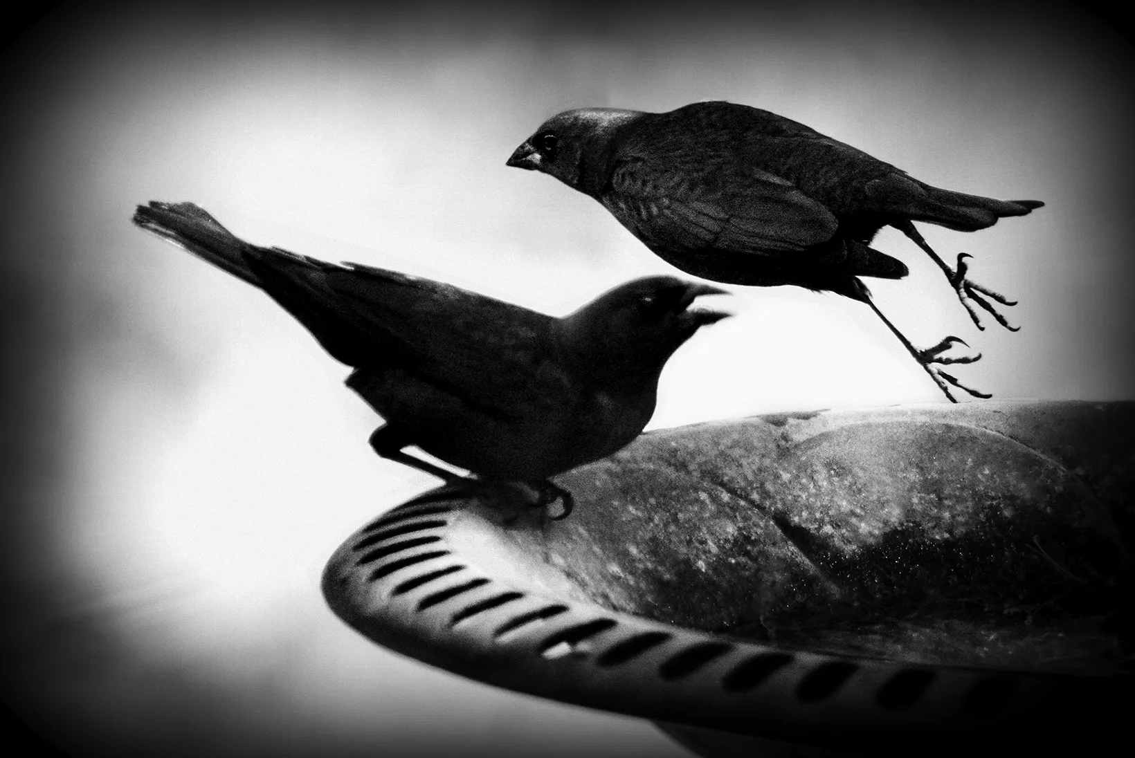 Nesting