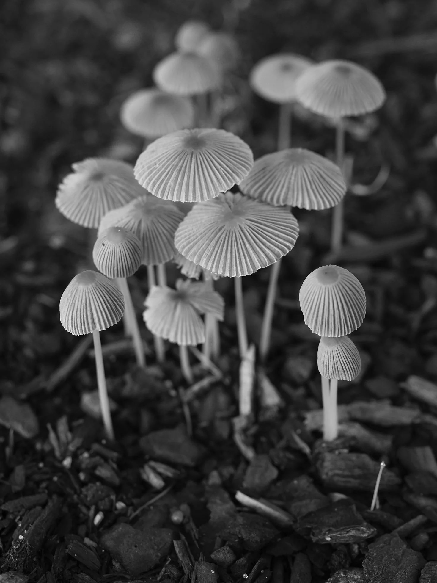 A close-up of mushrooms growing out of the dirt.