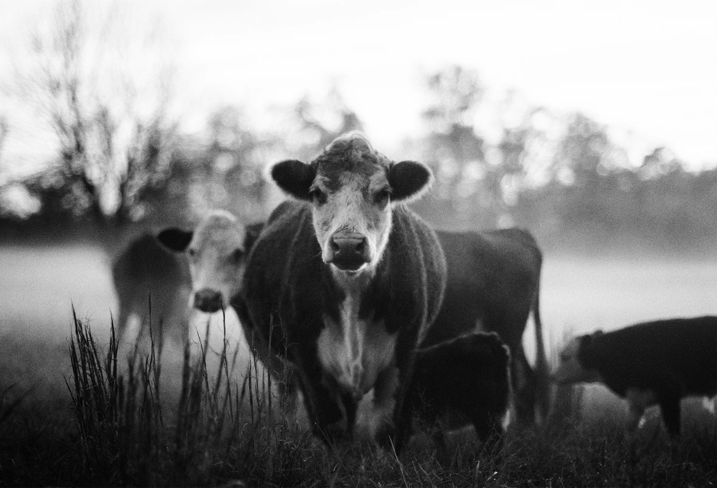 Three cows with two calves close by are in a pasture with blurred trees across the background. Two of the cows are facing the camera.