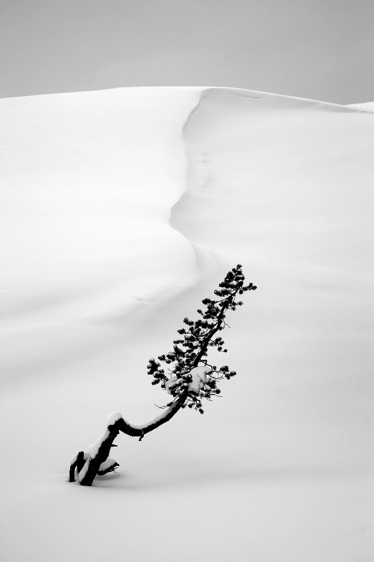 Perry Dilbeck
