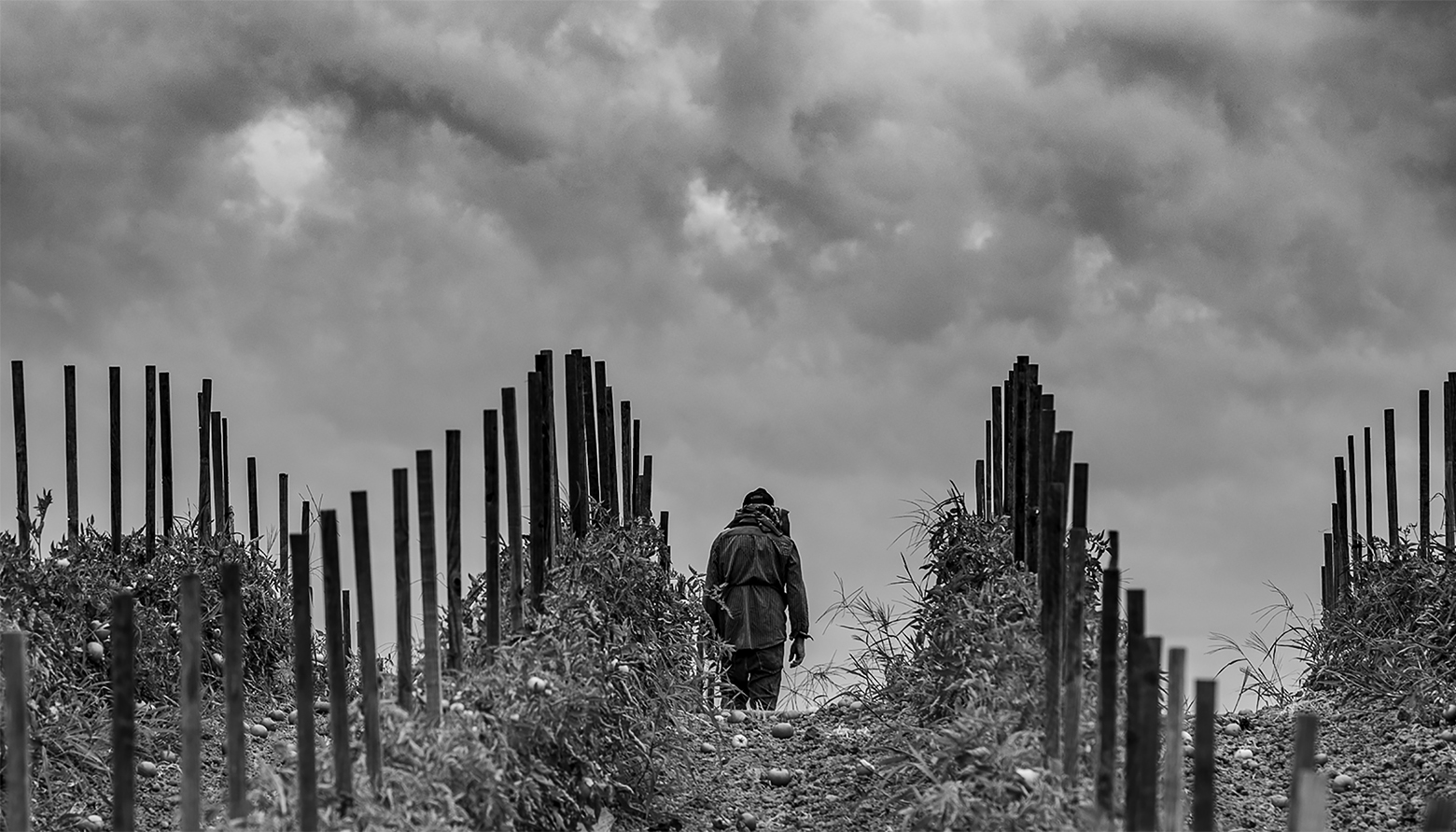 Southern California tomato field with a person wearing jeans and a long-sleeve shirt seen from the back walking between the staked rows on a cloudy day.