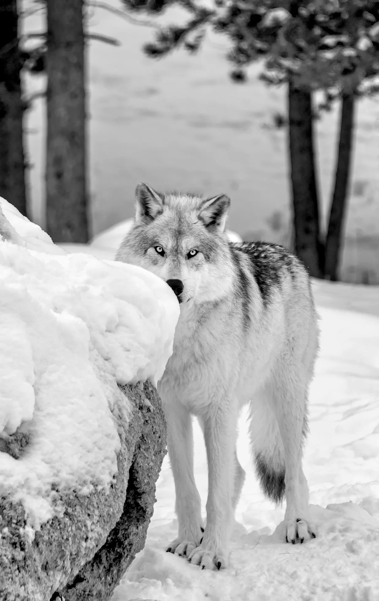 A wolf in the snow standing behind a rock
