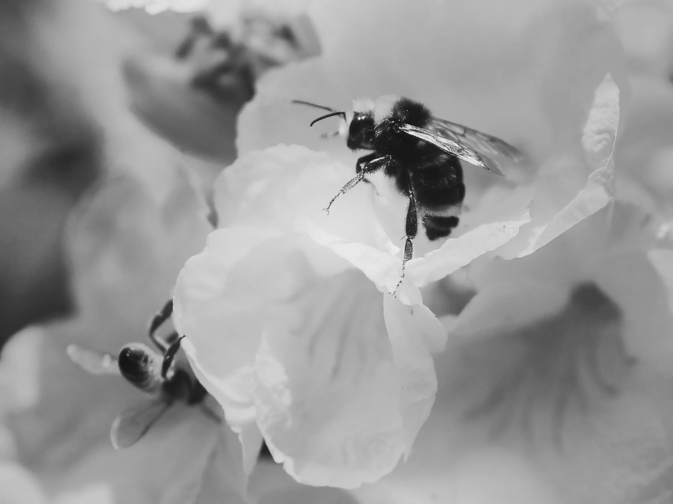 Two bees on a flower