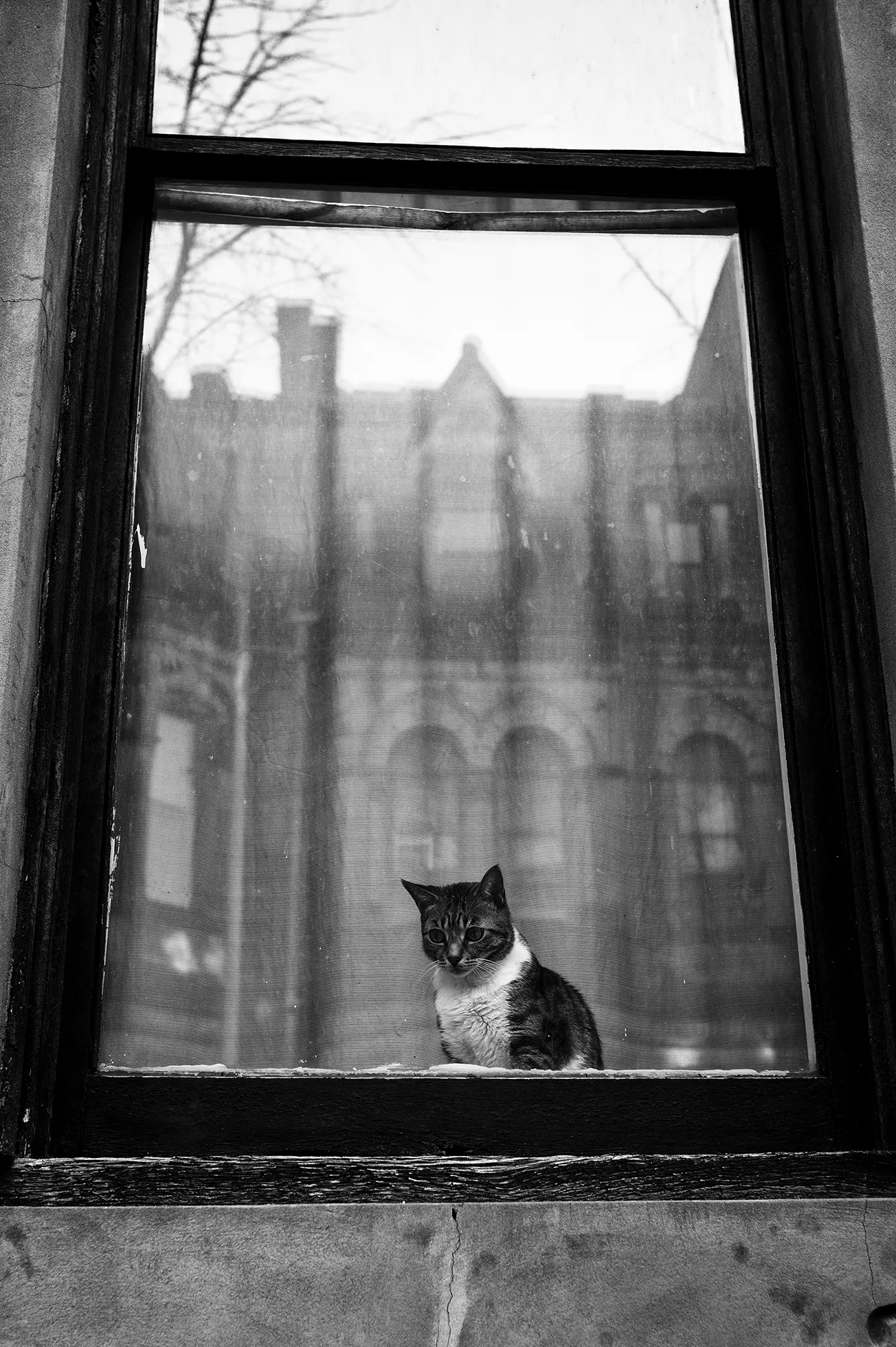 A cat sits in a window looking out on an urban neighborhood