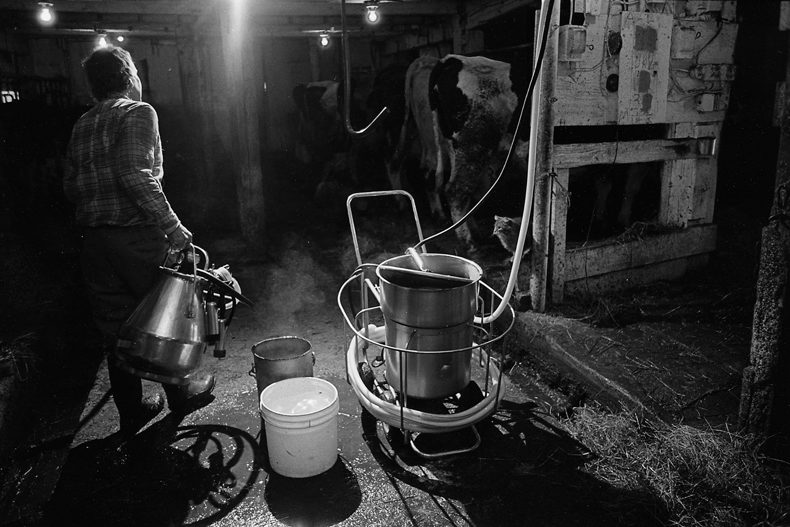 A man milking a cow