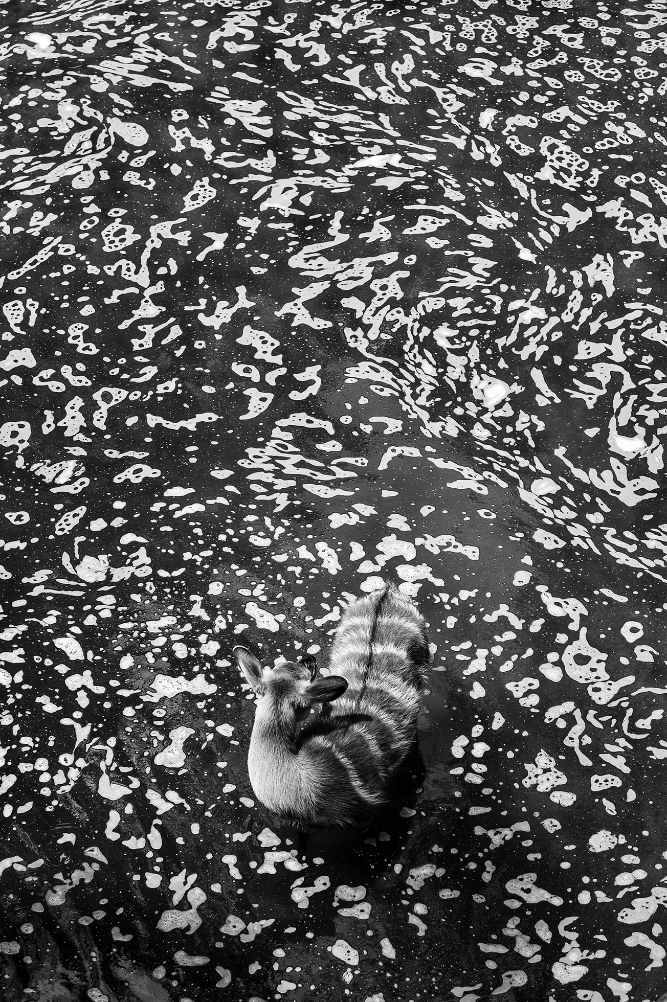 A deer stands in a pond patterned with pollen 