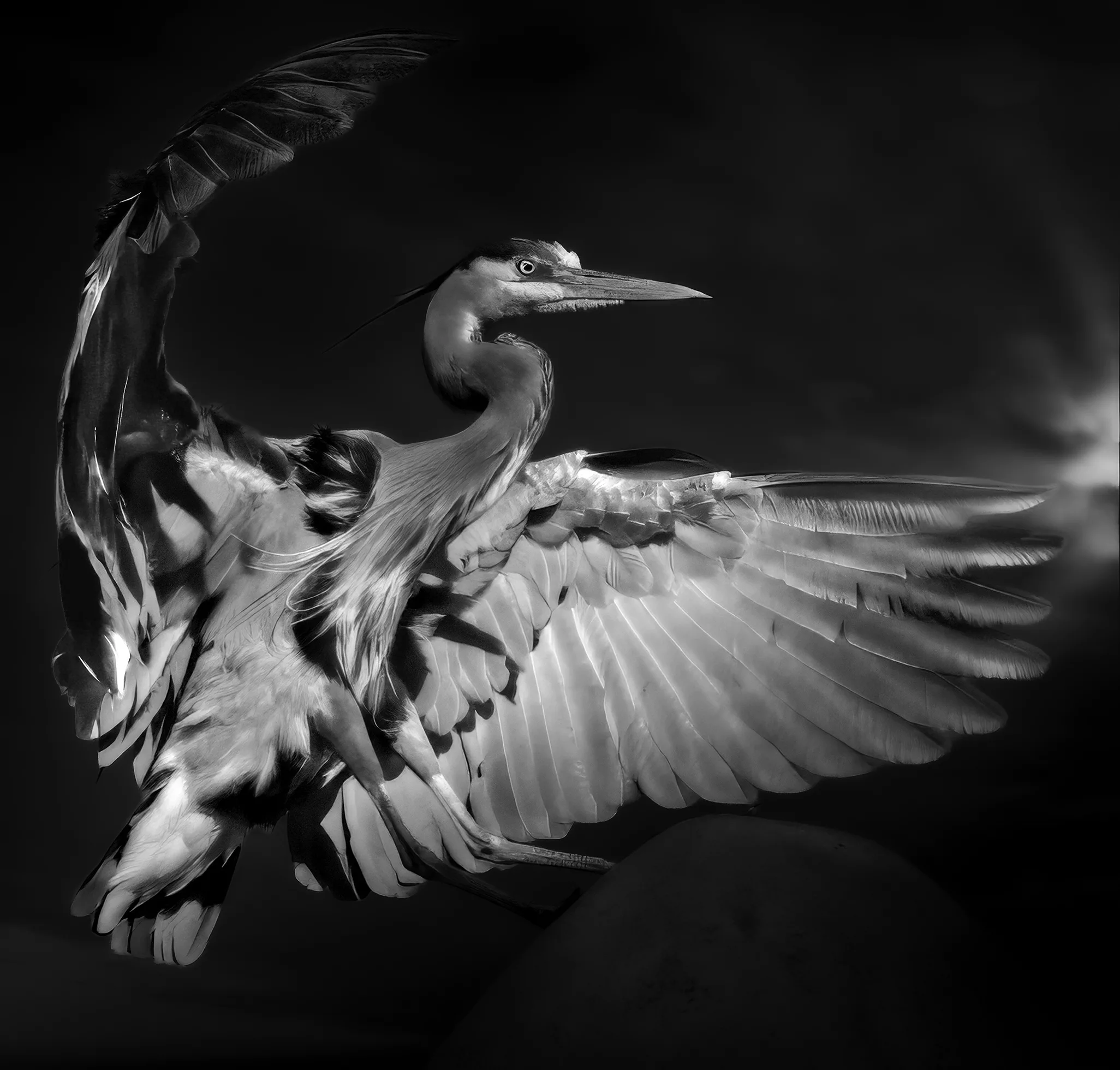 A great blue heron with its wings spread in flight