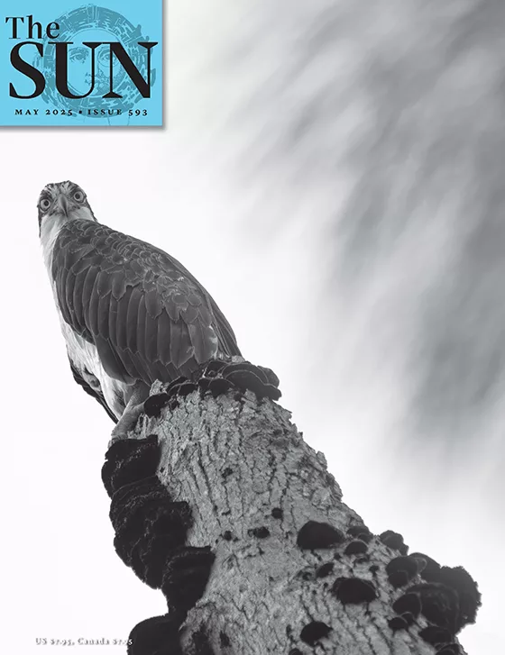 Issue 593 Cover.jpg An osprey perched on top of a tree stump