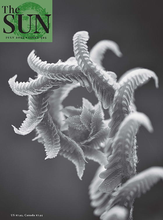 July 2025 cover of a cinnamon fern fiddlehead