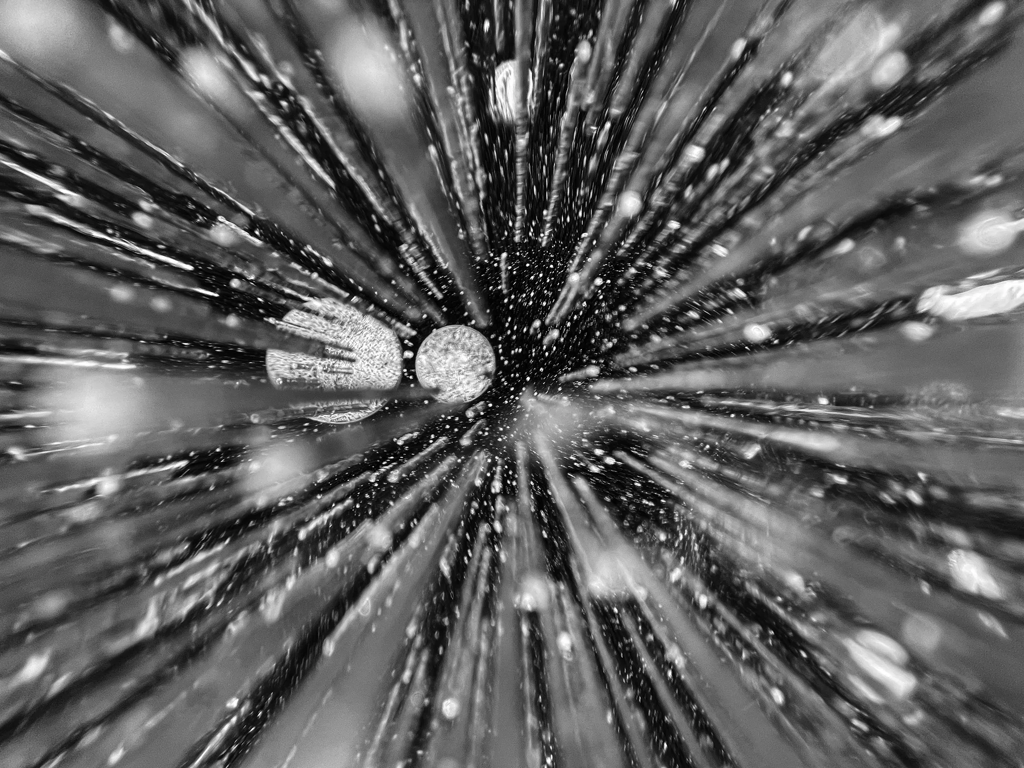 Zoe Weil