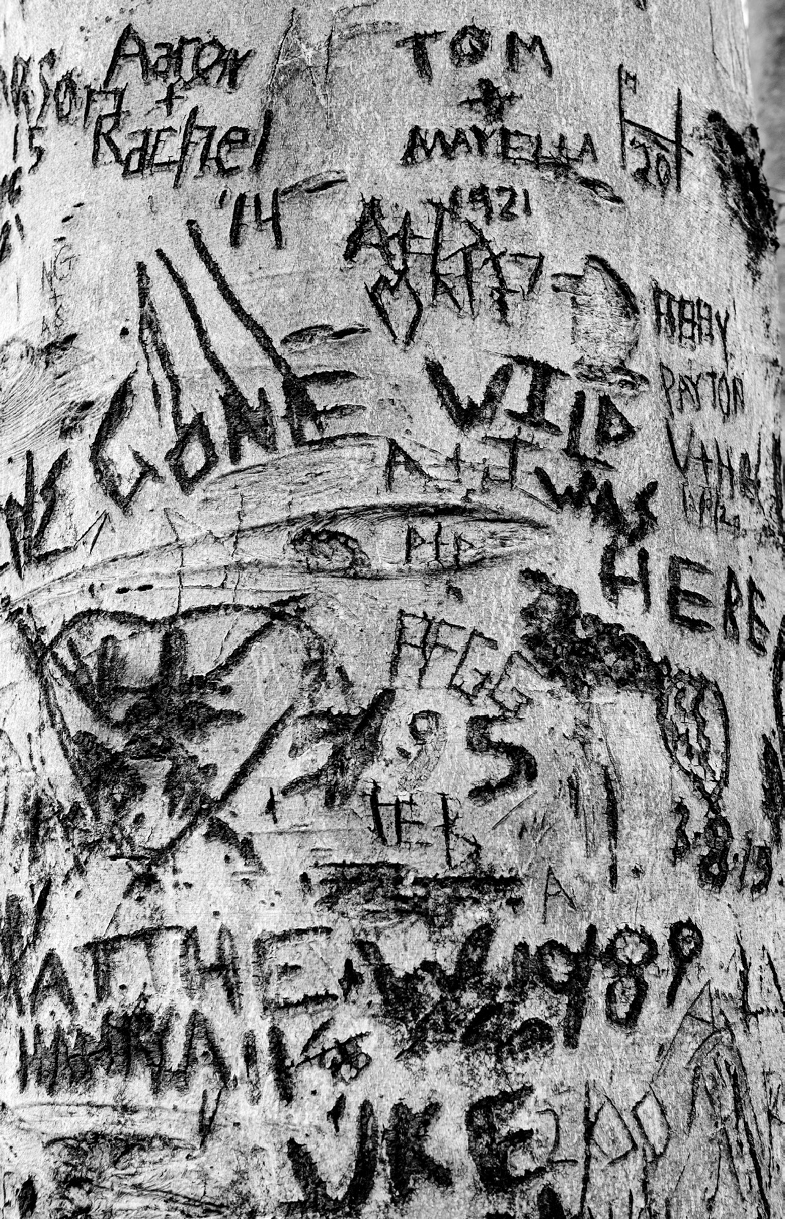 Names and sayings carved into the trunk of a tree