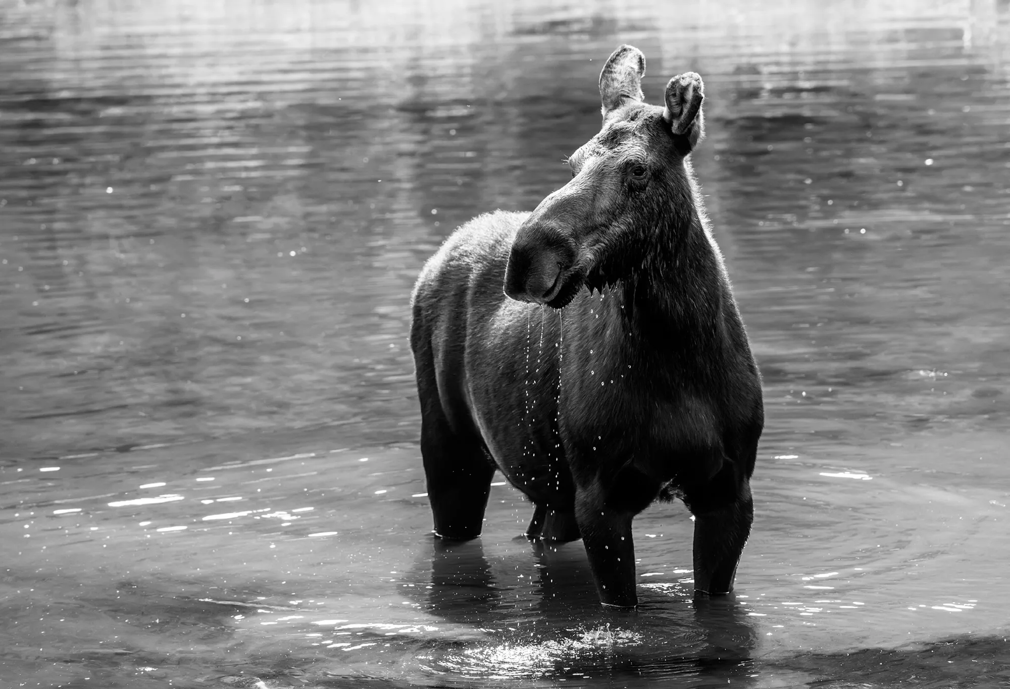 Moose standing in water