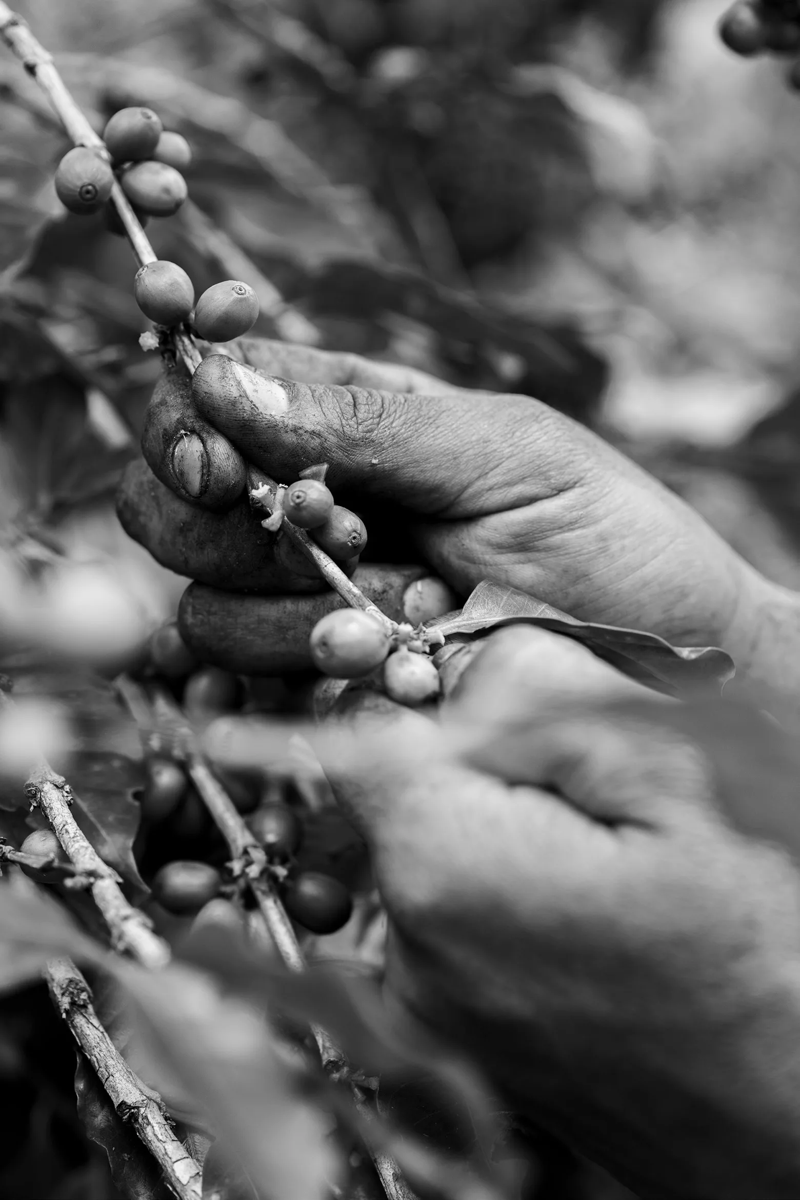 Crop to Cup
