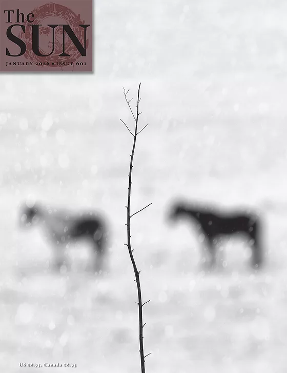 The Sun Magazine January 2026 Cover The Sun Magazine January 2026 cover showing a skinny tree branch in the snow in between the blurred silhouettes of two horses. Photo by Nicholas Bell.