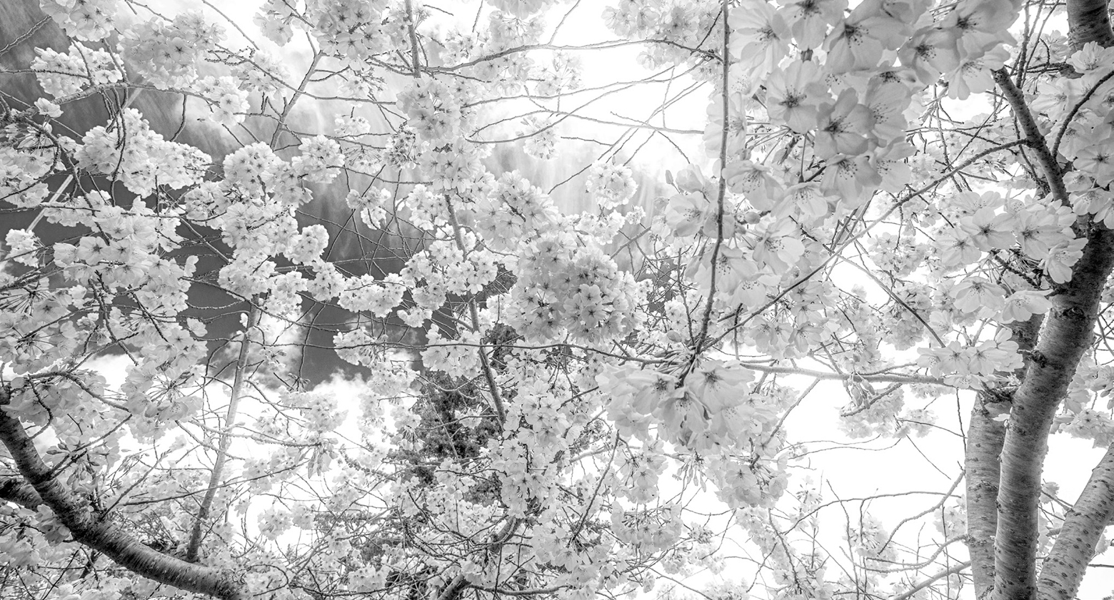Cherry blossom trees
