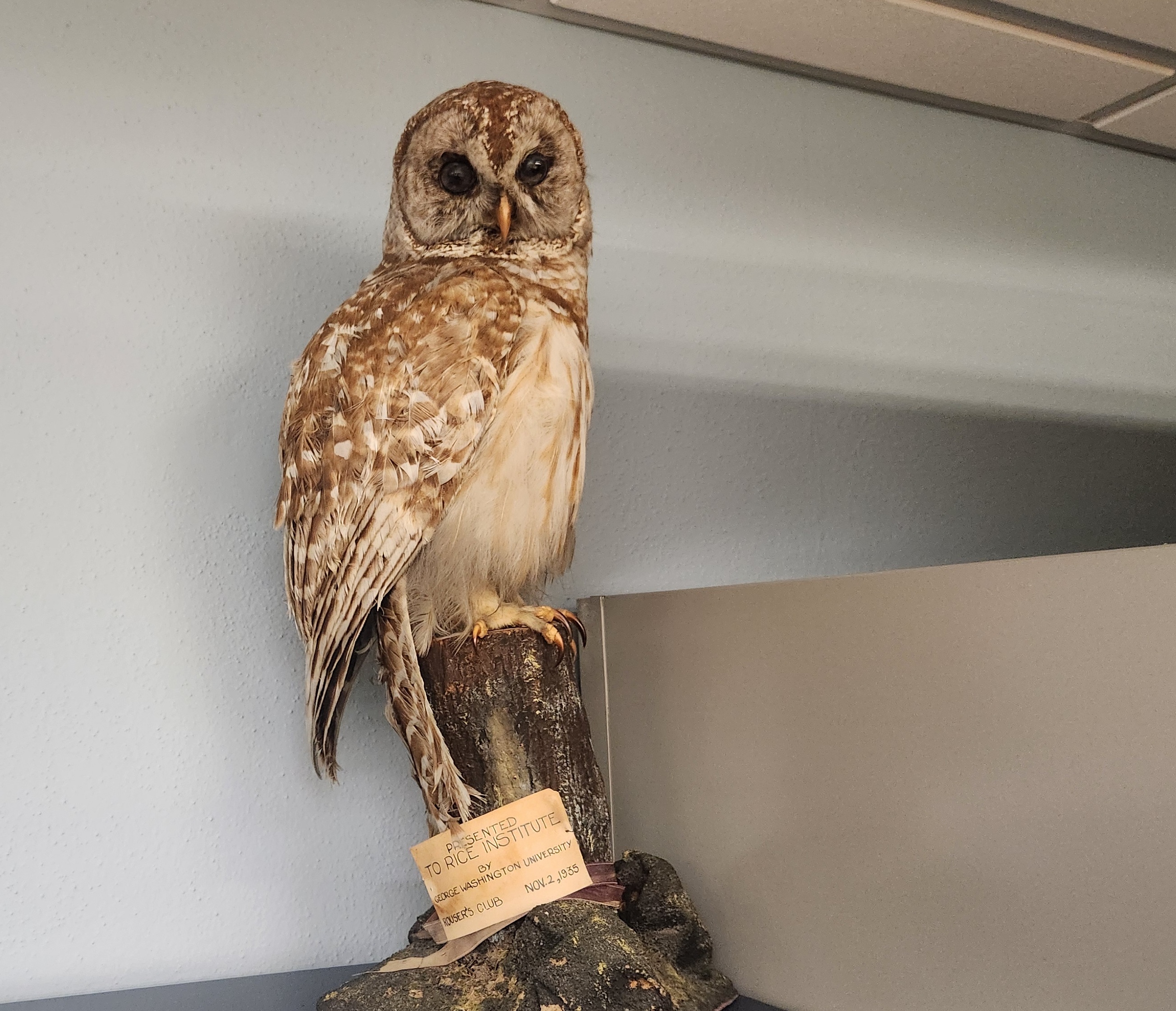 A taxidermic owl overlooking the proceedings.