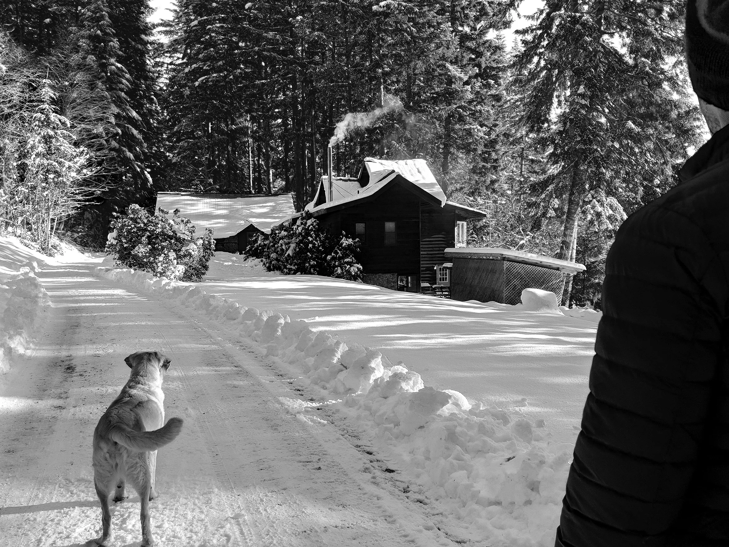 A large dog and the left side of a man in a winter coat and hat, both seen from behind, stand in the middle of a snow-covered, but plowed, road looking toward a house in the Cascade foothills with smoke coming from its chimney.