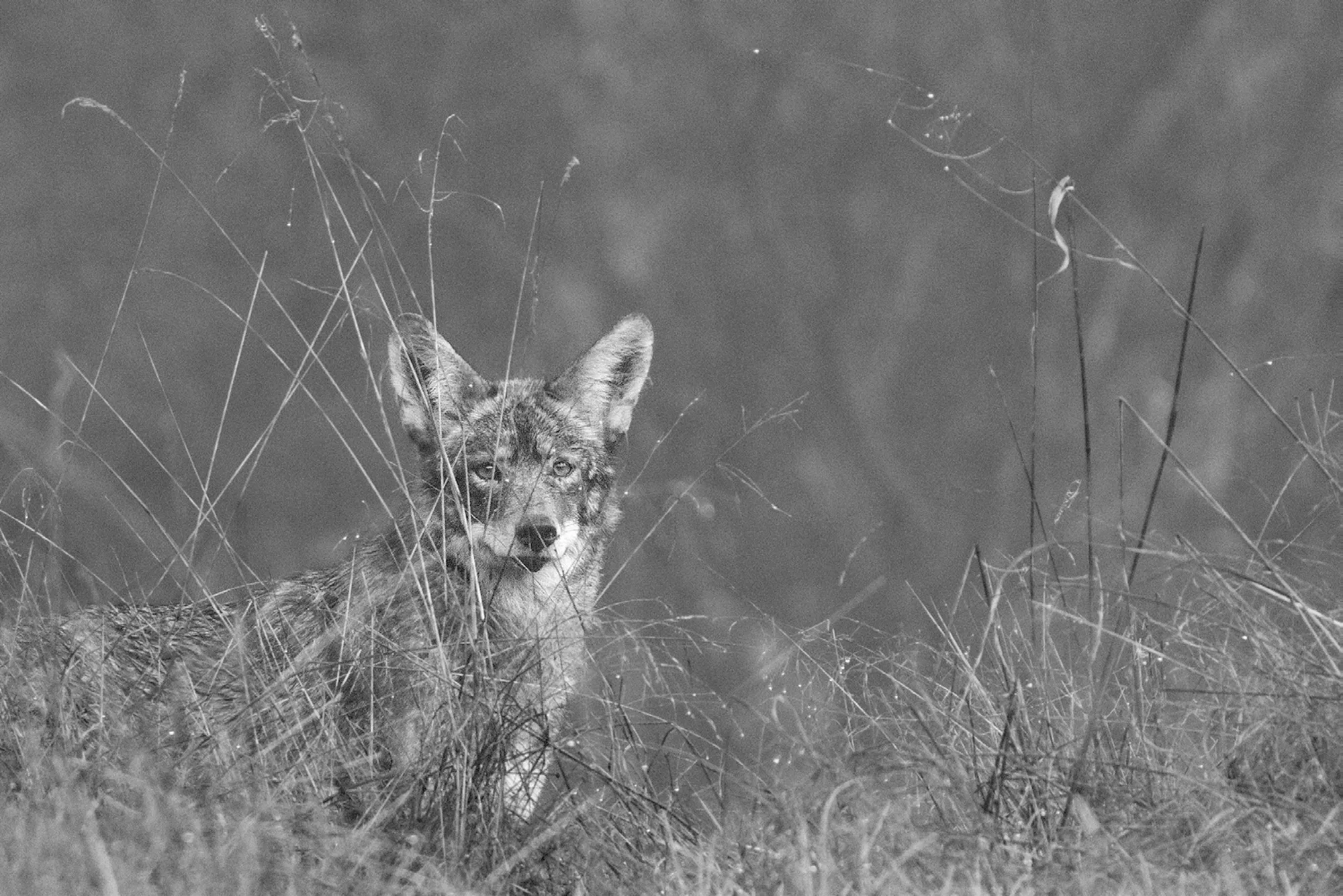Coyote peering out through long grass