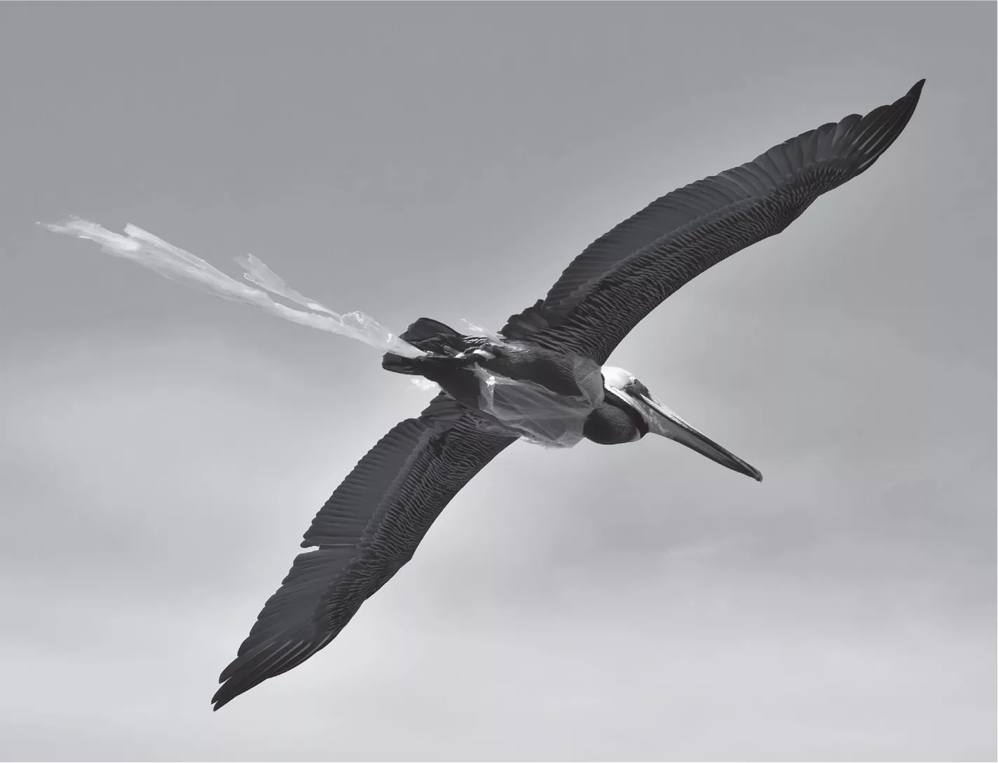 A flying pelican with a trailing piece of plastic