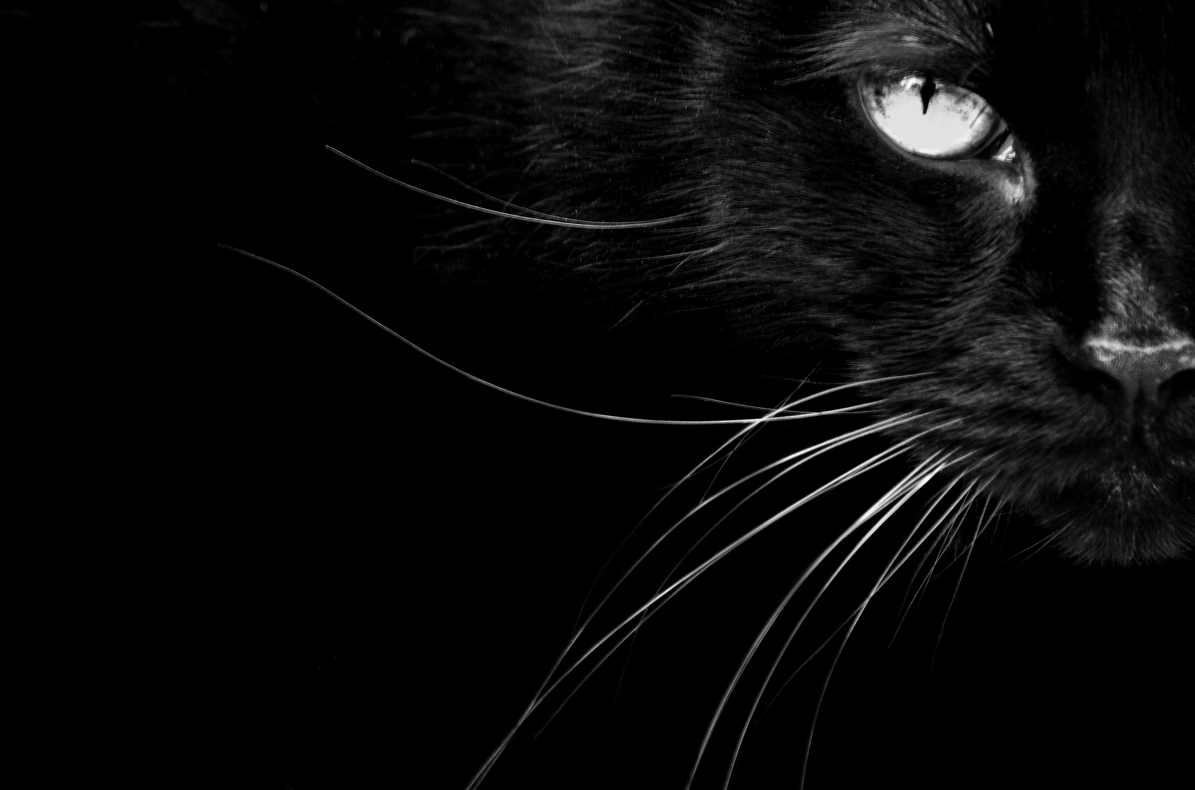 A close-up of a black cat