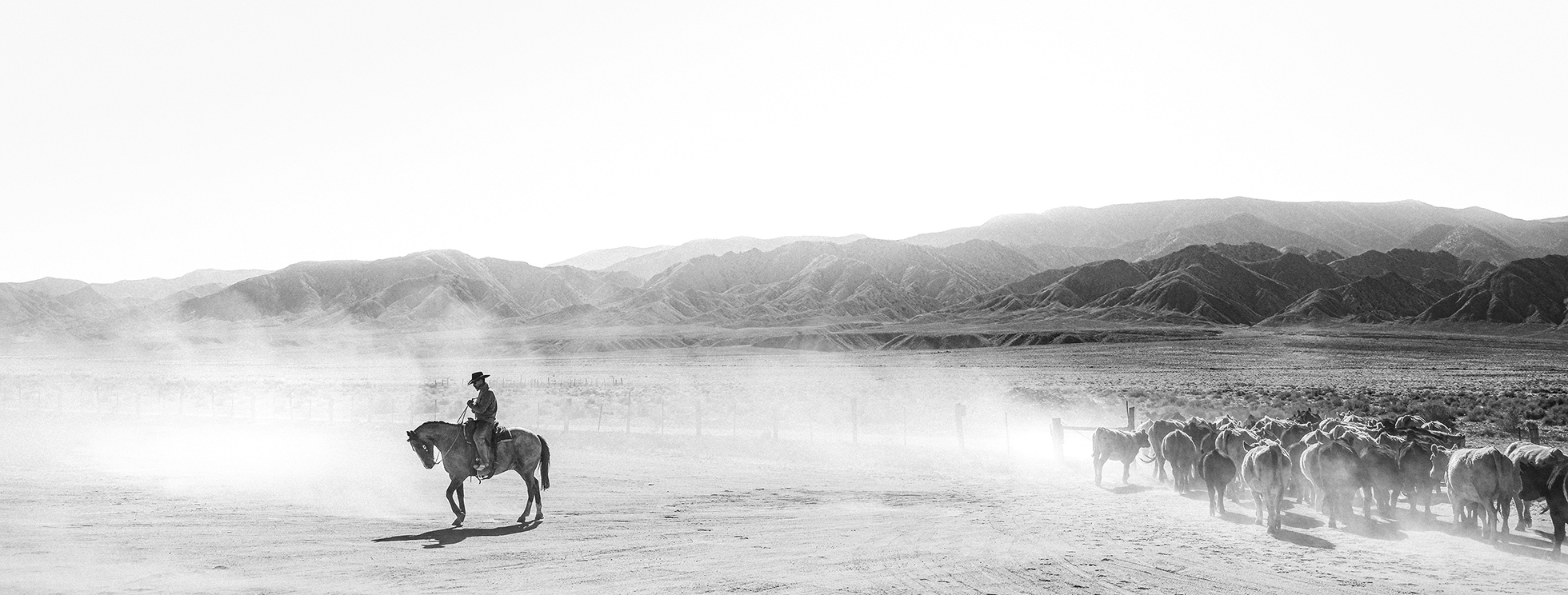 A wide shot of a person in a cowboy hat on a horse facing away from a herd of cattle. Dust sweeps around the person and horse like a fog.