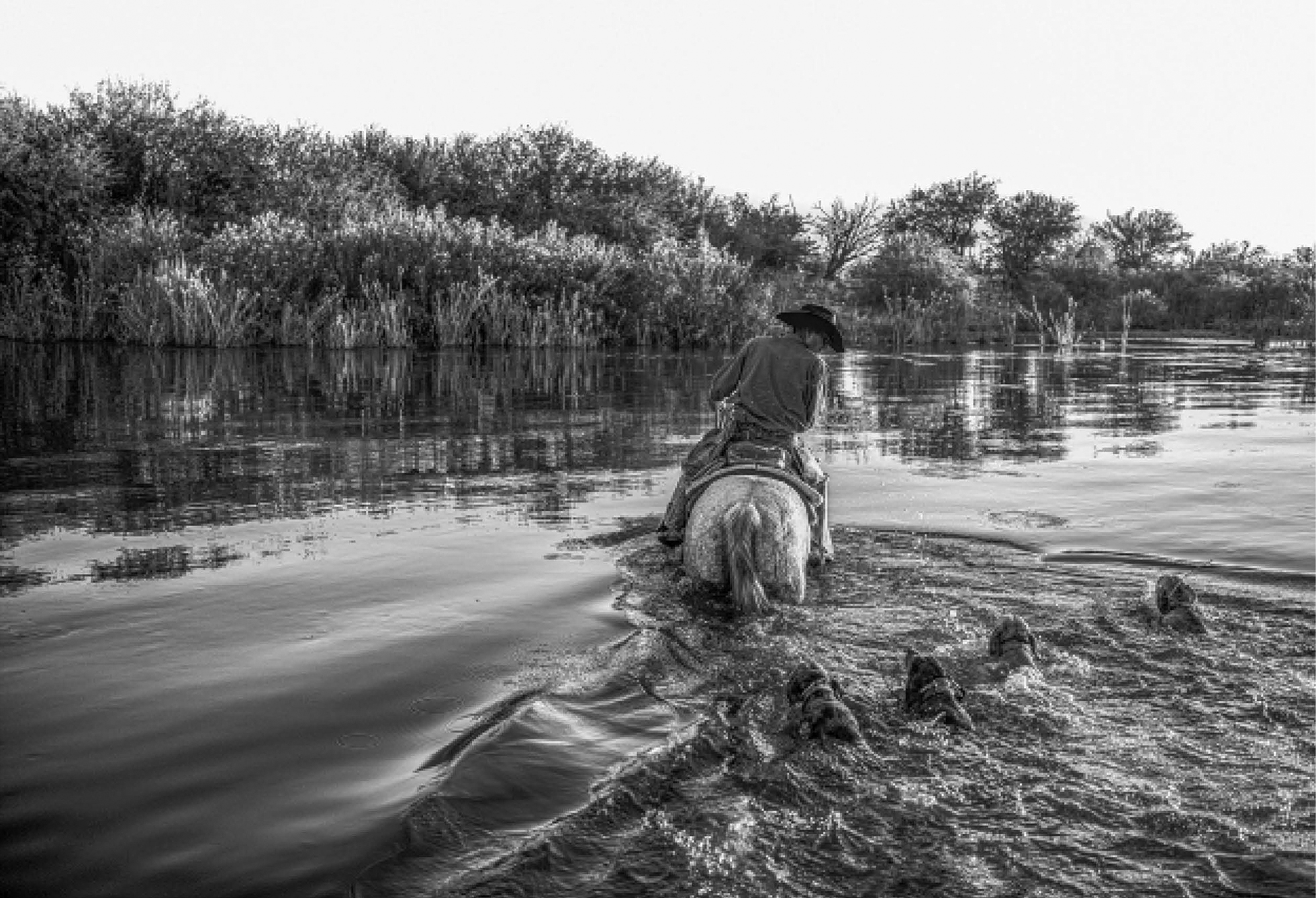A person on a horse wades through a river with four dogs following closely behind.