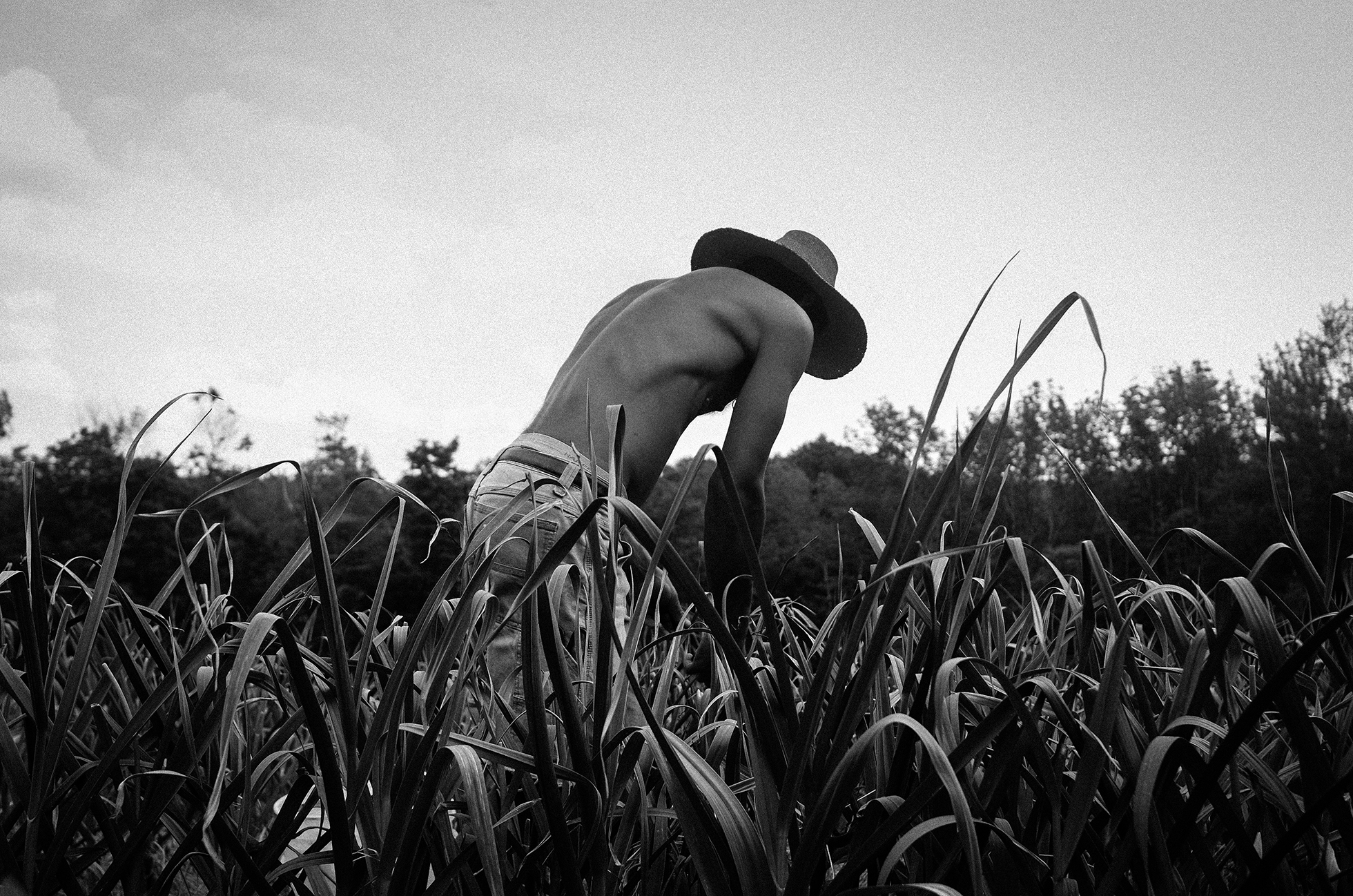 An agricultural worker in jeans, no shirt, and a wide-brimmed hat stands bent over and harvests a crop.