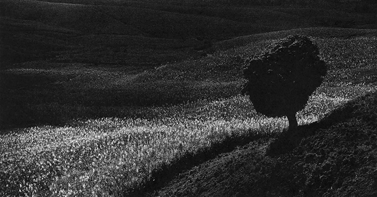 Hilly meadow with one tree, both in full bloom, shot mostly in shadow.