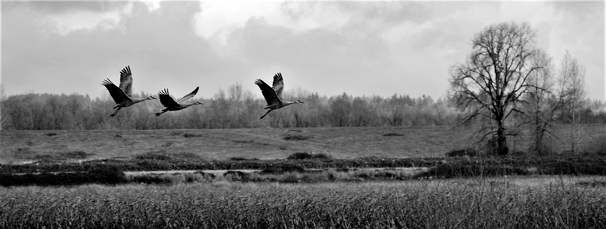 Three large birds in flight.